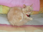 Oneng... - Persian Cat