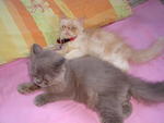 Oneng... - Persian Cat