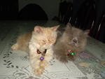 Oneng... - Persian Cat