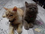 Oneng... - Persian Cat