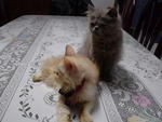 Oneng... - Persian Cat