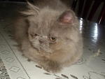 Kabu Manjerr - Persian Cat