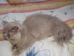 Kabu Manjerr - Persian Cat