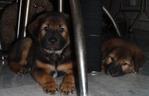 Bambam,bono &amp; Bailey - Labrador Retriever Mix Dog