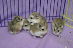 Guinea Pigs &amp; Hamsters - Alaskan Malamute + Afghan Hound Small & Furry