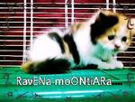 Ravena Moontiara - Domestic Long Hair Cat