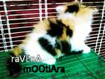 Ravena Moontiara - Domestic Long Hair Cat