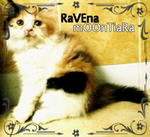 Ravena Moontiara - Domestic Long Hair Cat