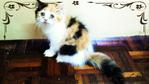 Ravena Moontiara - Domestic Long Hair Cat