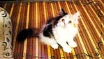 Ravena Moontiara - Domestic Long Hair Cat