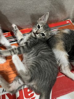 Grey, Spotty &amp; Calico - Domestic Medium Hair Cat