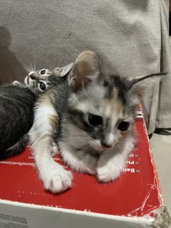 Grey, Spotty &amp; Calico - Domestic Medium Hair Cat