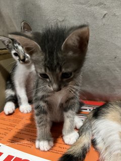 Grey, Spotty &amp; Calico - Domestic Medium Hair Cat