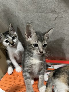 Grey, Spotty &amp; Calico - Domestic Medium Hair Cat