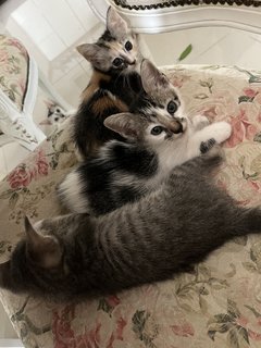 Grey, Spotty &amp; Calico - Domestic Medium Hair Cat