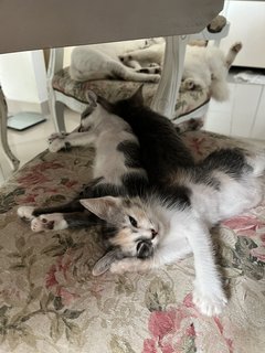 Grey, Spotty &amp; Calico - Domestic Medium Hair Cat