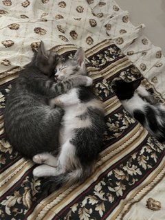 Grey, Spotty &amp; Calico - Domestic Medium Hair Cat