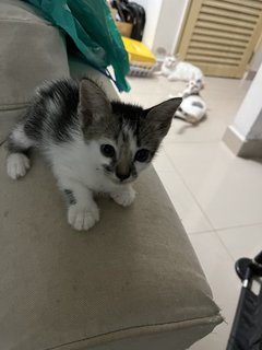 Grey, Spotty &amp; Calico - Domestic Medium Hair Cat