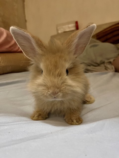 Waffle - Holland Lop + New Zealand Rabbit