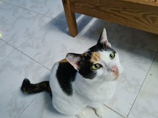 Sunny - Calico Cat