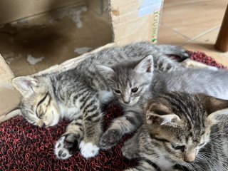 3 Siblings  - Domestic Short Hair Cat