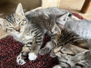 3 Siblings  - Domestic Short Hair Cat