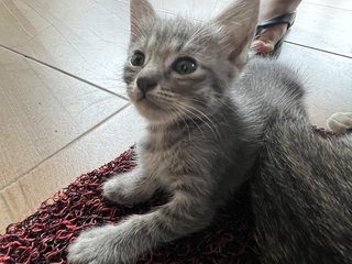 3 Siblings  - Domestic Short Hair Cat