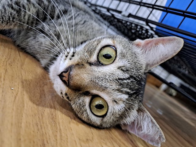 PF116011 - Domestic Short Hair Cat