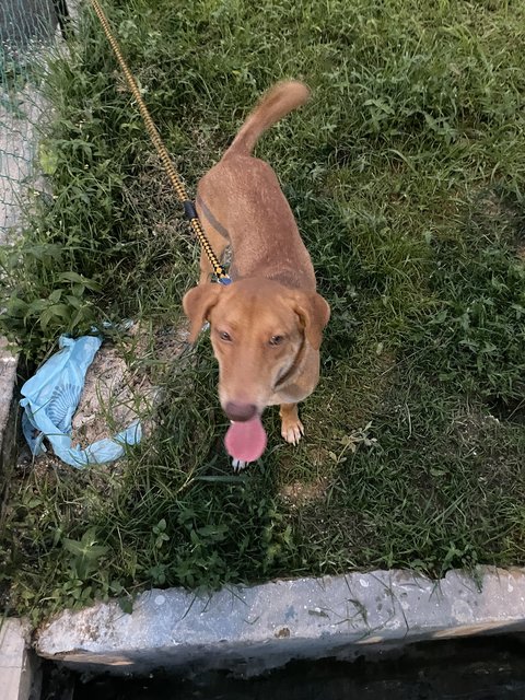 Chikku - Labrador Retriever Mix Dog