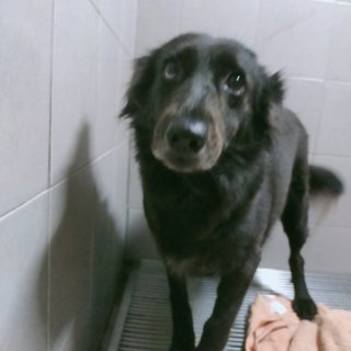 Blackie - Mixed Breed Dog