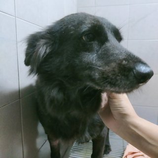 Blackie - Mixed Breed Dog