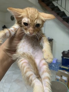 Peti Sejuk - Domestic Short Hair Cat