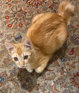 Blondie - Domestic Medium Hair Cat