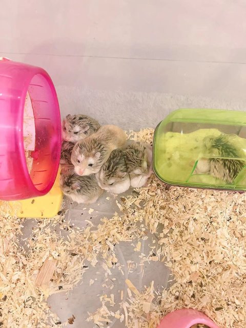 PF116034 - Roborovsky's Hamster Hamster