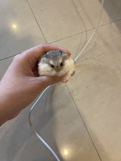 PF116034 - Roborovsky's Hamster Hamster