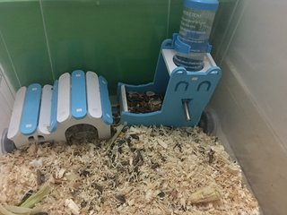 PF116040 - Short Dwarf Hamster Hamster