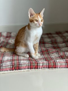 Bentley - Domestic Short Hair Cat