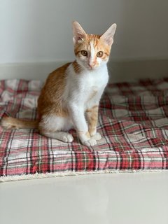 Bentley - Domestic Short Hair Cat