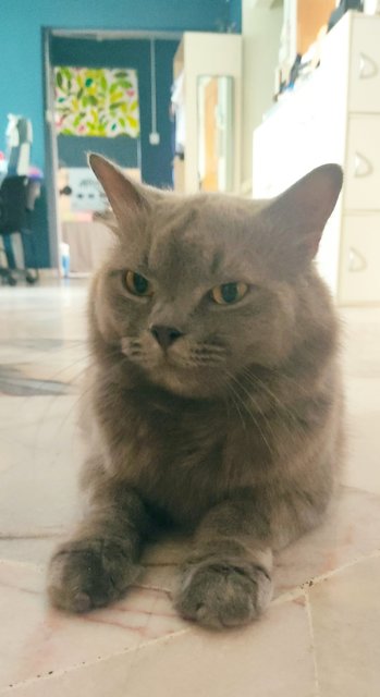 Gray Gray - Domestic Long Hair + British Shorthair Cat