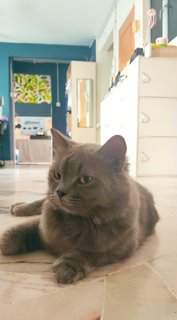 Gray Gray - Domestic Long Hair + British Shorthair Cat