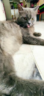 Gray Gray - Domestic Long Hair + British Shorthair Cat