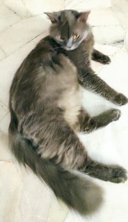 Gray Gray - Domestic Long Hair + British Shorthair Cat