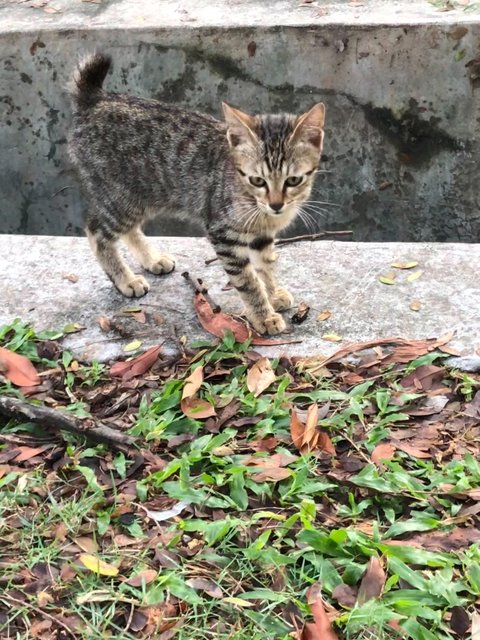 Chibi-chibi - Domestic Short Hair Cat