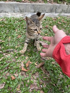 Chibi-chibi - Domestic Short Hair Cat