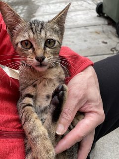 Chibi-chibi - Domestic Short Hair Cat