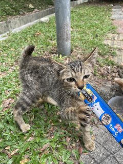 Chibi-chibi - Domestic Short Hair Cat