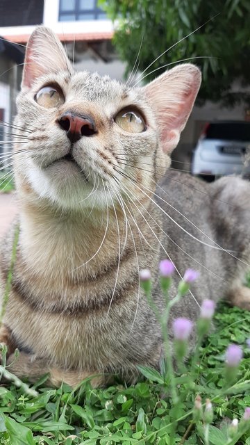 Citroen - Domestic Short Hair Cat