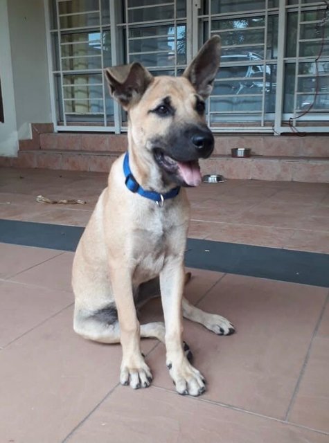 Copper - Mixed Breed Dog