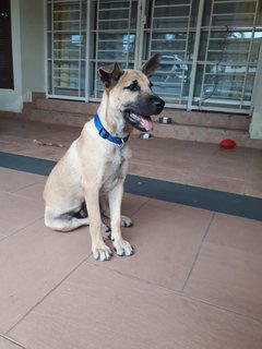 Copper - Mixed Breed Dog