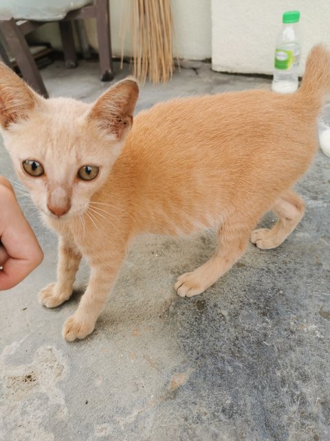 Ginger &amp; Buttercup - Domestic Short Hair Cat